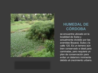 HUMEDAL DE
   CÓRDOBA
se encuentra ubicado en la
localidad de Suba y
actualmente dividido por las
avenidas Boyacá, Suba y la
calle 120. Es un terreno aún
bien conservado e ideal para
caminatas, pero requiere un
plan de conservación para
evitar un deterioro inminente
debido al crecimiento urbano.
 