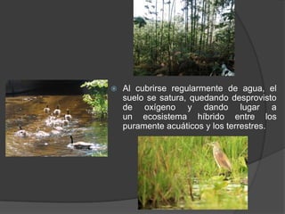    Al cubrirse regularmente de agua, el
    suelo se satura, quedando desprovisto
    de oxígeno y dando lugar a
    un ecosistema híbrido entre los
    puramente acuáticos y los terrestres.
 