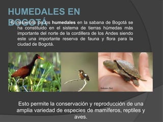 HUMEDALES EN
BOGOTÁ en el sistemaende tierras húmedas más
El desarrollo de los humedales
   ha constituido
                               la sabana de Bogotá se

    importante del norte de la cordillera de los Andes siendo
    este una importante reserva de fauna y flora para la
    ciudad de Bogotá.




    Esto permite la conservación y reproducción de una
   amplia variedad de especies de mamíferos, reptiles y
                           aves.
 