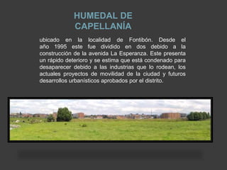 HUMEDAL DE
            CAPELLANÍA
ubicado en la localidad de Fontibón. Desde el
año 1995 este fue dividido en dos debido a la
construcción de la avenida La Esperanza. Este presenta
un rápido deterioro y se estima que está condenado para
desaparecer debido a las industrias que lo rodean, los
actuales proyectos de movilidad de la ciudad y futuros
desarrollos urbanísticos aprobados por el distrito.
 