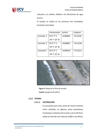 FACULTAD DE INGENIERIA
ESCUELA DE INGENIERIA AMBIENTAL
CONTAMINACIÓN DE SUELOS DE LOS HUMEDALES DE
HUANCHACO
11
subsuelo y es salobre, debido a las filtraciones de agua
marina.
El estudio se realizó en los primeros tres humedales;
teniendo como datos:
Coordenadas Latitud Longitud
Humedal 1 8º 4’ 7” S
79º 7’ 18” W
-8.068836 -79.12191
Humedal 2 8º 4’ 7” S
79º 7’ 19” W
-8.068841 -79.12196
Humedal 3 8º 4’ 6” S
79º 7’ 19” W
-8.068594 -79.12211
2.2.2. TOTORA
2.2.2.1. DISTRIBUCIÓN
Es una planta que crece, tanto de manera silvestre
como cultivada, en lagunas, zonas pantanosas,
huachaques y balsares de la costa y sierra del Perú,
desde el nivel del mar hasta los 4,000 m de altitud.
Figura 3: Mapa de las Área de estudio
Fuente: Google Earth (2015)
 