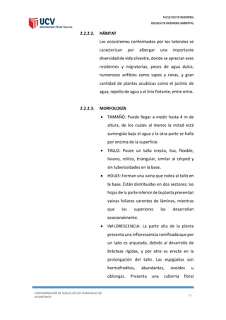 FACULTAD DE INGENIERIA
ESCUELA DE INGENIERIA AMBIENTAL
CONTAMINACIÓN DE SUELOS DE LOS HUMEDALES DE
HUANCHACO
12
2.2.2.2. HÁBITAT
Los ecosistemas conformados por los totorales se
caracterizan por albergar una importante
diversidad de vida silvestre, donde se aprecian aves
residentes y migratorias, peces de agua dulce,
numerosos anfibios como sapos y ranas, y gran
cantidad de plantas acuáticas como el jacinto de
agua, repollo de agua y el lirio flotante, entre otros.
2.2.2.3. MORFOLOGÍA
 TAMAÑO: Puede llegar a medir hasta 4 m de
altura, de los cuales al menos la mitad está
sumergida bajo el agua y la otra parte se halla
por encima de la superficie.
 TALLO: Posee un tallo erecto, liso, flexible,
liviano, rollizo, triangular, similar al césped y
sin tuberosidades en la base.
 HOJAS: Forman una vaina que rodea al tallo en
la base. Están distribuidas en dos sectores: las
hojas de la parte inferior de la planta presentan
vainas foliares carentes de láminas, mientras
que las superiores las desarrollan
ocasionalmente.
 INFLORESCENCIA: La parte alta de la planta
presenta una inflorescencia ramificada que por
un lado es arqueada, debido al desarrollo de
brácteas rígidas, y por otro es erecta en la
prolongación del tallo. Las espigüelas son
hermafroditas, abundantes, ovoides u
oblongas. Presenta una cubierta floral
 