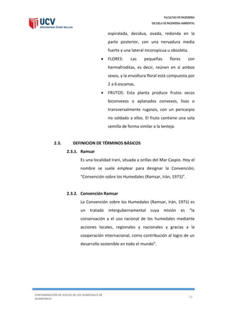 FACULTAD DE INGENIERIA
ESCUELA DE INGENIERIA AMBIENTAL
CONTAMINACIÓN DE SUELOS DE LOS HUMEDALES DE
HUANCHACO
13
espiralada, decidua, ovada, redonda en la
parte posterior, con una nervadura media
fuerte y una lateral inconspicua u obsoleta.
 FLORES: Las pequeñas flores son
hermafroditas, es decir, reúnen en sí ambos
sexos, y la envoltura floral está compuesta por
2 a 6 escamas.
 FRUTOS: Esta planta produce frutos secos
biconvexos o aplanados convexos, lisos o
transversalmente rugosos, con un pericarpio
no soldado a ellos. El fruto contiene una sola
semilla de forma similar a la lenteja.
2.3. DEFINICION DE TÉRMINOS BÁSICOS
2.3.1. Ramsar
Es una localidad Iraní, situada a orillas del Mar Caspio. Hoy el
nombre se suele emplear para designar la Convención;
“Convención sobre los Humedales (Ramsar, Irán, 1971)”.
2.3.2. Convención Ramsar
La Convención sobre los Humedales (Ramsar, Irán, 1971) es
un tratado intergubernamental cuya misión es “la
conservación y el uso racional de los humedales mediante
acciones locales, regionales y nacionales y gracias a la
cooperación internacional, como contribución al logro de un
desarrollo sostenible en todo el mundo”.
 