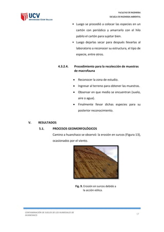 FACULTAD DE INGENIERIA
ESCUELA DE INGENIERIA AMBIENTAL
CONTAMINACIÓN DE SUELOS DE LOS HUMEDALES DE
HUANCHACO
17
• Luego se procedió a colocar las especies en un
cartón con periódico y amarrarlo con el hilo
pabilo el cartón para sujetar bien.
• Luego dejarlas secar para después llevarlas al
laboratorio a reconocer su estructura, el tipo de
especie, entre otros.
4.3.2.4. Procedimiento para la recolección de muestras
de macrofauna
 Reconocer la zona de estudio.
 Ingresar al terreno para obtener las muestras.
 Observar en que medio se encuentran (suelo,
aire o agua).
 Finalmente llevar dichas especies para su
posterior reconocimiento.
V. RESULTADOS
5.1. PROCESOS GEOMORFOLÓGICOS
Camino a huanchaco se observó: la erosión en surcos (Figura 13),
ocasionados por el viento.
Fig. 9. Erosión en surcos debido a
la acción eólica.
 