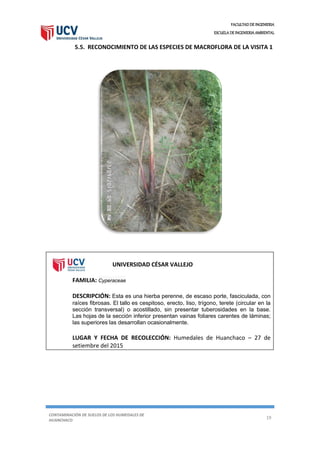 FACULTAD DE INGENIERIA
ESCUELA DE INGENIERIA AMBIENTAL
CONTAMINACIÓN DE SUELOS DE LOS HUMEDALES DE
HUANCHACO
19
5.5. RECONOCIMIENTO DE LAS ESPECIES DE MACROFLORA DE LA VISITA 1
UNIVERSIDAD CÉSAR VALLEJO
FAMILIA: Cyperaceae
DESCRIPCIÓN: Esta es una hierba perenne, de escaso porte, fasciculada, con
raíces fibrosas. El tallo es cespitoso, erecto, liso, trígono, terete (circular en la
sección transversal) o acostillado, sin presentar tuberosidades en la base.
Las hojas de la sección inferior presentan vainas foliares carentes de láminas;
las superiores las desarrollan ocasionalmente.
LUGAR Y FECHA DE RECOLECCIÓN: Humedales de Huanchaco – 27 de
setiembre del 2015
 