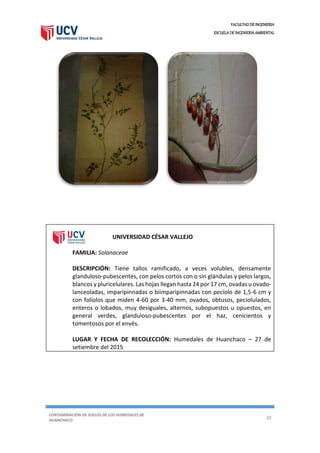 FACULTAD DE INGENIERIA
ESCUELA DE INGENIERIA AMBIENTAL
CONTAMINACIÓN DE SUELOS DE LOS HUMEDALES DE
HUANCHACO
20
UNIVERSIDAD CÉSAR VALLEJO
FAMILIA: Solanaceae
DESCRIPCIÓN: Tiene tallos ramificado, a veces volubles, densamente
glanduloso-pubescentes, con pelos cortos con o sin glándulas y pelos largos,
blancos y pluricelulares. Las hojas llegan hasta 24 por 17 cm, ovadas u ovado-
lanceoladas, imparipinnadas o biimparipinnadas con pecíolo de 1,5-6 cm y
con folíolos que miden 4-60 por 3-40 mm, ovados, obtusos, peciolulados,
enteros o lobados, muy desiguales, alternos, subopuestos u opuestos, en
general verdes, glanduloso-pubescentes por el haz, cenicientos y
tomentosos por el envés.
LUGAR Y FECHA DE RECOLECCIÓN: Humedales de Huanchaco – 27 de
setiembre del 2015
 