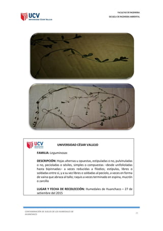 FACULTAD DE INGENIERIA
ESCUELA DE INGENIERIA AMBIENTAL
CONTAMINACIÓN DE SUELOS DE LOS HUMEDALES DE
HUANCHACO
21
UNIVERSIDAD CÉSAR VALLEJO
FAMILIA: Leguminosas
DESCRIPCIÓN: Hojas alternas u opuestas, estipuladas o no, pulvinuladas
o no, pecioladas o sésiles, simples o compuestas –desde unifolioladas
hasta bipinnadas– a veces reducidas a filodios; estípulas, libres o
soldadas entre sí, y a su vez libres o soldadas al pecíolo, a veces en forma
de vaina que abraza al tallo; raquis a veces terminado en espina, mucrón
o zarcillo
LUGAR Y FECHA DE RECOLECCIÓN: Humedales de Huanchaco – 27 de
setiembre del 2015
 