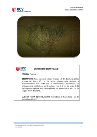FACULTAD DE INGENIERIA
ESCUELA DE INGENIERIA AMBIENTAL
CONTAMINACIÓN DE SUELOS DE LOS HUMEDALES DE
HUANCHACO
22
UNIVERSIDAD CÉSAR VALLEJO
FAMILIA: Poaceae
DESCRIPCIÓN: Tiene culmos erectos y finos de 1-6 dm de altura; plates
erectas de hasta 15 cm de largo, inflorescencia pistilada y
ocasionalmente más corta que la inflorescencia estaminada. La
inflorescencia pistilada es verde pálida, y de 1-6 cm de largo, 8-36
herringbones aglomeradas; herringbones 5 a 9-flosculadas de 1 cm de
largo y 4 mm de ancho.
LUGAR Y FECHA DE RECOLECCIÓN: Humedales de Huanchaco – 27 de
setiembre del 2015
 