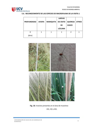 FACULTAD DE INGENIERIA
ESCUELA DE INGENIERIA AMBIENTAL
CONTAMINACIÓN DE SUELOS DE LOS HUMEDALES DE
HUANCHACO
23
5.6. RECONOCIMIENTO DE LAS ESPECIES DE MACROFAUNA DE LA VISITA 1
PROFUNDIDAD AVISPA MARIQUITA
LARVAS
DE OSITO
DE
LÚCUMA
QUERESA
CASCO
OTROS
0
(Aire)
1 1 1 2 1
Fig. 10. Insectos presentes en el área de muestreo
(H1, H2 y H3).
 