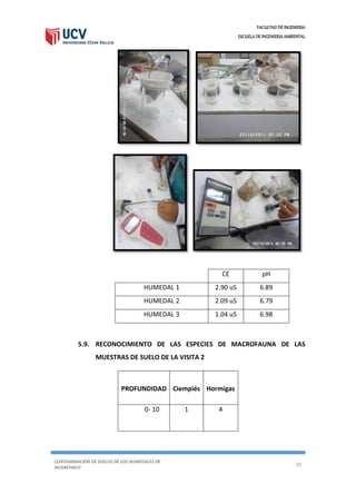 FACULTAD DE INGENIERIA
ESCUELA DE INGENIERIA AMBIENTAL
CONTAMINACIÓN DE SUELOS DE LOS HUMEDALES DE
HUANCHACO
31
5.9. RECONOCIMIENTO DE LAS ESPECIES DE MACROFAUNA DE LAS
MUESTRAS DE SUELO DE LA VISITA 2
PROFUNDIDAD Ciempiés Hormigas
0- 10 1 4
CE pH
HUMEDAL 1 2.90 uS 6.89
HUMEDAL 2 2.09 uS 6.79
HUMEDAL 3 1.04 uS 6.98
 