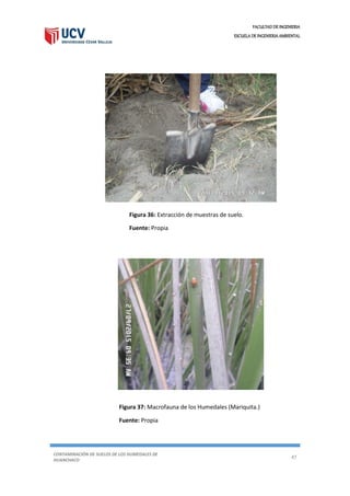 FACULTAD DE INGENIERIA
ESCUELA DE INGENIERIA AMBIENTAL
CONTAMINACIÓN DE SUELOS DE LOS HUMEDALES DE
HUANCHACO
47
Figura 36: Extracción de muestras de suelo.
Fuente: Propia
Figura 37: Macrofauna de los Humedales (Mariquita.)
Fuente: Propia
 