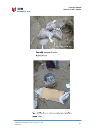 FACULTAD DE INGENIERIA
ESCUELA DE INGENIERIA AMBIENTAL
CONTAMINACIÓN DE SUELOS DE LOS HUMEDALES DE
HUANCHACO
48
Figura 38: Muestras de suelo.
Fuente: Propia
Figura 39: Muestras de suelo, macrofauna y macroflora.
Fuente: Propia
 