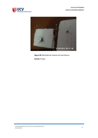 FACULTAD DE INGENIERIA
ESCUELA DE INGENIERIA AMBIENTAL
CONTAMINACIÓN DE SUELOS DE LOS HUMEDALES DE
HUANCHACO
49
Figura 40: Montado de insectos de macrofauna.
Fuente: Propia
 