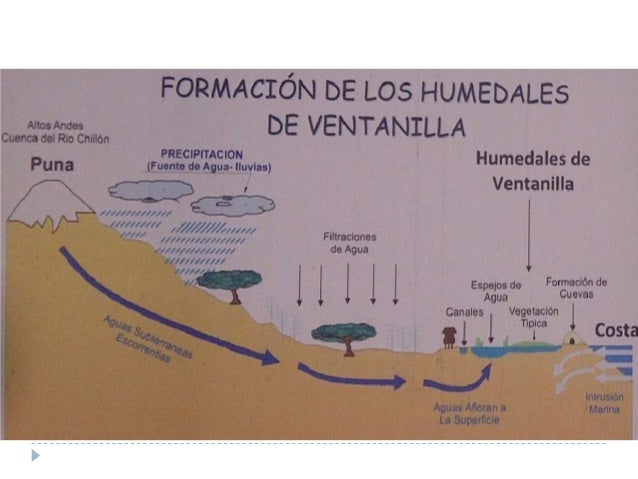 Resultado de imagen para dibujo humedales de ventanilla