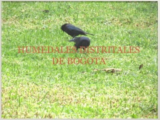HUMEDALES DISTRITALES
DE BOGOTA
 
