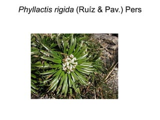 Especies representativas de humedales en los páramos en la Reserva de ...