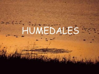 HUMEDALES
 