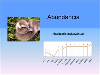 Abundancia 