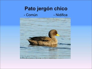 Pato jergón chico - Común  - Nidifica 