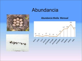 Abundancia 