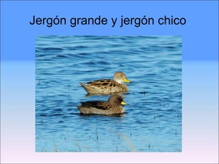 Jergón grande y jergón chico  