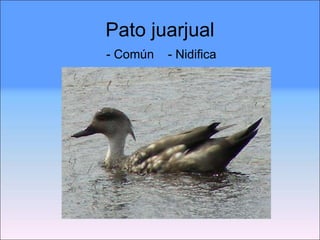 Pato juarjual - Común  - Nidifica 