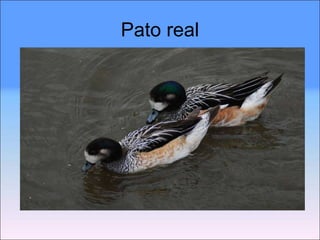 Pato real 
