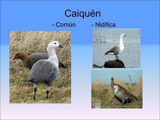 Caiquén - Común  - Nidifica 