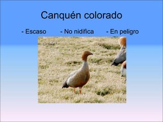 Canquén colorado - Escaso  - No nidifica  - En peligro 