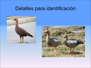 Detalles para identificación 
