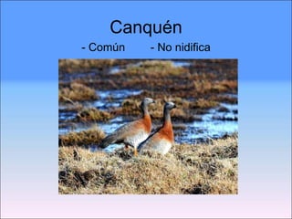 Canquén - Común  - No nidifica 