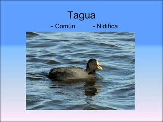 Tagua - Común  - Nidifica 