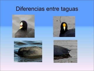 Diferencias entre taguas 