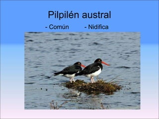 Pilpilén austral - Común  - Nidifica 