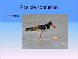 Posible confusión Pilpilén 