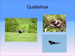 Queltehue 