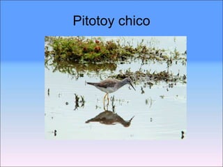 Pitotoy chico 