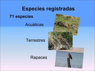 Especies registradas 71 especies Acuáticas Terrestres Rapaces 