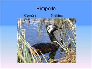 Pimpollo - Común  - Nidifica 