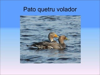 Pato quetru volador 