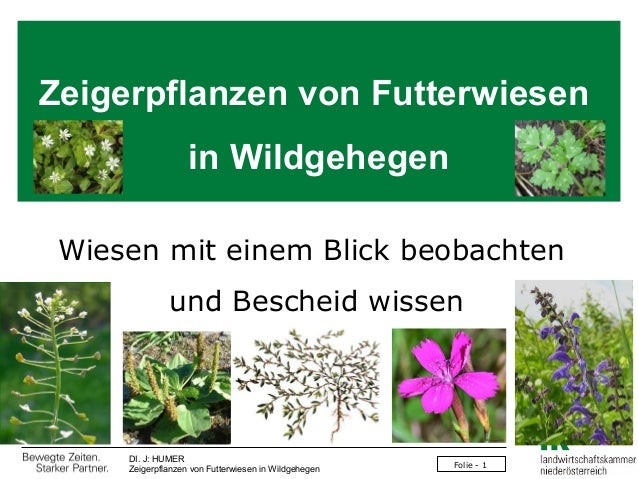 Humer Zeigerpflanzen Von Futterwiesen In Wildgehegen F48 2013 0309