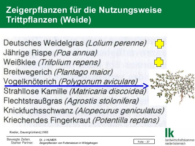 Humer Zeigerpflanzen Von Futterwiesen In Wildgehegen F48 2013 0309