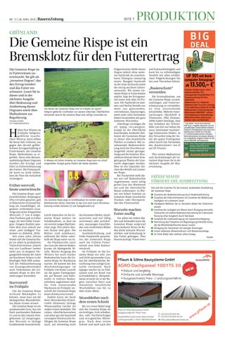 Seite 7 ProduktionNR. 17 | 28. April 2016 | BauernZeitung
Grünland
H
aben Ihre Wiesen im
Frühjahr hellgrün-
gelbliche Grasfle-
cken? Wenn ja, dann sollten
Sie keine Zeit verlieren, um
gegen den derzeit gefähr-
lichsten Ertragsschädling in
Futterwiesen, die Gemeine
Rispe, Maßnahmen zu er-
greifen. Denn eine Massen-
ausbreitung dieses Ungrases
mindert die Erträge und
führt zu Erdverschmutzung
des Futters. Die Futterquali-
tät kann so stark leiden,
dass die Tiere die Aufnahme
verweigern.
Früher wertvoll,
heute unerwünscht
Die Gemeine Rispe, auch
Gewöhnliches Rispengras
(Poa trivialis) genannt, galt
in Österreichs Grünland bis-
lang als unauffälliges, all-
gemein verbreitetes Gras.
Aufgrund seiner Klappschen
Wertzahl (7 von 8 mögli-
chen Punkten) galt es früher
sogar als wertvolles Futter-
gras. Jüngere Quellen spre-
chen dem Gras jedoch nur
einen „sehr mäßigen“ Fut-
terwert zu (Sobotik, 2016).
Seit etwa zehn Jahren
breitet sich die Gemeine Ris-
pe vor allem in produktiven
Vielschnittwiesen jedoch
wie ein Lauffeuer immer
mehr aus. In jüngerer Ver-
gangenheit konnte der Autor
auf feuchteren Äckern in der
Buckligen Welt (NÖ) anläss-
lich der Feldanerkennung
von Knaulgrasbeständen
auch Vorkommen der Ge-
meinen Rispe in den Ver-
mehrungen feststellen.
Startvorteil
im Frühjahr
Um die Gemeine Rispe
wirksam Bekämpfen zu
können, muss man um die
ökologischen Besonderhei-
ten dieses Grases wissen.
Die Gemeine Rispe ist ein
ausdauerndes Gras, das mit
flach wachsenden Stolonen
(1) und an den unteren Stän-
gelknoten (2) entspringen-
den Wurzeln in lückige
Grasbestände hineinkriecht.
Leicht erkennbar ist die Ge-
meine Rispe weiters im
Schoßstadium, in dem sie
ein extrem langes Blatthäut-
chen zeigt. Ihre relativ dün-
nen Halme sind glatt. Die
Blätter sind unbehaart,
während der Halm unter-
halb der Rispe meist rau ist.
Als Flachwurzler nutzt
das Gras die oberste Boden-
krume als ökologische Ni-
sche. Bereits Ausgang des
Winters bei noch starker
Bodenfeuchte kann die Ge-
meine Rispe ihr Wachstum
starten. Sie kommt mit den
Wuchsbedingungen im
Frühjahr viel besser zurecht
als die guten Futtergräser,
die auf Wasser und Nähr-
stoffe in tieferen Boden-
schichten angewiesen sind.
Ihr früh einsetzendes
Wachstum im Frühjahr ver-
schafft der Gemeinen Rispe
einen Konkurrenzvorteil.
Zudem kann sie dank
ihrer oberirdischen Kriech-
triebe (Stolonen) lückige
Wiesenstellen rascher als
andere Gräser besiedeln. Die
vielen, oberflächennahen
und daher gut mit Sauerstoff
versorgten Feinwurzeln be-
fähigen die Gemeine Rispe
auch, auf zeitweilig stark
durchnässten Böden, Quell-
austritten und auf völlig
zertretenen oder zerfahre-
nen, morastigen Gatschbö-
den und verdichteten Böden
zu wachsen.
Ausläuferbildung und
frühe Samenreife garantie-
ren der Gemeinen Rispe
auch bei frühem Futter-
schnitt eine hohe Konkur-
renzkraft.
Im Frühjahr ist die Ge-
meine Rispe ein sehr zart
und dicht sprossendes Gras,
das bei oberflächlicher Be-
trachtung eine saftige Gras-
narbe vortäuscht. Noch
üppiger wächst sie an Feld-
rainen und am Rand von
Getreidefeldern. Beispiels-
weise erreicht sie in der Re-
gion zwischen Steyr und
Amstetten beachtliche
Wuchshöhen von bis zu
über einen Meter.
Sitzenbleiber nach
dem ersten Schnitt
Bis zur ersten Mahd zeigt
sich die Gemeine Rispe als
ein kräftiges, früh schoßen-
des, sehr hochwüchsiges
und ertragreiches Mittel-
gras. Nach dem ersten
Schnitt und auch nach den
Folgeschnitten bleibt dieses
Ungras jedoch ohne weite-
ren Nachtrieb als unschein-
bares Untergras rasenartig
sitzen. Mangels Nachtrieb
ist der erste Aufwuchs somit
der einzig nutzbare Jahres-
aufwuchs. Wo immer Ge-
meine Rispe in Futterwiesen
wächst, liegt der Ertragsaus-
fall somit weit über 50 Pro-
zent. Der Nachtrieb im Som-
mer und Herbst besteht nur
mehr aus glänzenden,
zwirndünnen, flaumartigen,
meist unter zehn Zentimeter
hohen Grastrieben mit ganz
lockerem Wurzelsitz.
Allerdings vermögen die
oft üppig verzweigten,
knapp an der Oberfläche
kriechenden Ausläufer (Sto-
lonen) der Gemeinen Rispe
in dieser Zeit beachtliche
Flächen zu erobern. Mit zu-
nehmender Bodenverdich-
tung wird die Durchwurze-
lungstiefe immer geringer.
Aufgrund des lockeren Wur-
zelsitzes können beim Strie-
geln ganze Platten der Gras-
narbe abgezogen werden.
Dies ist ein typisches Zei-
chen des Befalls mit Gemei-
ner Rispe.
Bei Trockenheit stellt die-
ses auf viel Bodenfeuchte
angewiesene, sonst saftig
grüne Gras das Wachstum
ein und die oberirdische
Masse verkümmert. In Wie-
sen mit hohen Anteilen an
Gemeiner Rispe verschärfen
Trocken- oder Dürreperio-
den den Futterausfall.
Wurzeln machen
Futter muffig
Vor allem bei tiefem Mä-
hen und Schwaden kann die
Gemeine Rispe aufgrund
ihres lockeren Sitzes im Bo-
den leicht mitsamt Wurzel-
stöcken und Erdanhang in
das Futter gelangen. Dies
beeinträchtigt Futterwert
und Schmackhaftigkeit und
kann bis zu vollständigem
Verderb mit allen schädli-
chen Folgewirkungen bis
hin zum Tierverlust führen.
„Rasierschnitt“
vermeiden
Die Erstmaßnahme, um
die Gemeine Rispe zurück-
zudrängen und Futterver-
schmutzung zu vermeiden,
ist eine ausreichende
Schnitthöhe. Mehrere Unter-
suchungen (Beckhoff &
Thielmann, 1982; Elsässer,
2004) haben bestätigt, dass
das Anheben der Schnitt-
höhe von drei auf sieben bis
neun Zentimeter hochwer-
tige Gräserarten fördert. In
den Versuchen stieg der An-
teil der guten Futtergräser
allein durch das Vermeiden
des „Rasierschnitts“ von 32
auf 69 Prozent.
Über weitere Maßnahmen
zum Zurückdrängen der Ge-
meinen Rispe lesen Sie in der
nächsten Ausgabe der Bau-
ernZeitung.
Fotos(4):ZVG
Die Gemeine Rispe ist ein
Bremsklotz für den Futterertrag
Johann Humer,
Futterwiesenexperte
Die Nester der Gemeinen Rispe sind im Frühjahr als typisch
hellgrün-gelbliche Grasflecken von weitem erkennbar. Oberflächlich
betrachtet täuscht die Gemeine Rispe eine saftige Grasnarbe vor.
In Wiesen mit hohen Anteilen an Gemeiner Rispe kann ein scharf
eingestellter Striegel ganze Platten der Narbe abziehen.
Die Gemeine Rispe zeigt im Schoßstadium ein extrem langes
Blatthäutchen (links). Erkennbar ist das Gras auch durch Wurzelaus-
breitung mittels Stolonen (1) und Stängelknoten (2).
Die Gemeine Rispe ist
in Futterwiesen un-
erwünscht. Sie gilt als
„invasives Ungras“, das
den Ertrag mindert
und das Futter ver-
schmutzt. Lesen Sie in
dieser und in der
nächsten Ausgabe
über Bedeutung und
Ausbreitung dieses
Ungrases sowie über
Maßnahmen zur
Regulierung.
Frühe Mahd
fördert die Ausbreitung
Das sind die Ursachen für die massive, landesweite Ausbreitung
der Gemeinen Rispe:
■■ Zunahme der Bodenvernässung durch Bodenverdichtung.
■■ Zunahme der Vielschnittwiesen mit Zunahme der Befahrungs-
häufigkeit mit schwerem Gerät.
■■ Häufigeres Befahren bei zu feuchtem Boden bei Vielschnitt-
wiesen.
■■ Zunahme der Lückigkeit von Wiesen durch Rückgang wertvoller
Futterarten mit tieferer Bodendurchwurzelung bei intensiverer
Nutzung ohne Ausgleich durch Nachsaat.
■■ Zunahme der Gülleausbringung mit Samenverschleppung.
■■ Verfrühung des Frühjahres mit Begünstigung frühreifer Arten,
die die Winterbodenfeuchte besser nutzen.
■■ Rückgang der Heuwiesen mit wenigen Nutzungen.
■■ Immer seltenerer Wiesenumbruch und Wiesenneuanlage.
■■ Zu frühe Mahd über mehrere Jahre hinweg.
 Humer
Robust und langlebigy
Einfache und schnelle Montagey
Ausgezeichnetes Preis- / Leistungsverhältnisy
Pflaum  Söhne Bausysteme GmbH
Ganglgutstraße 89 | 4050 Traun
ArcelorMittal Construction Austria GmbH
Lothringenstraße 2 | 4501 Neuhofen/Krems @ office.pflaum@arcelormittal.com
Pflaum  Söhne Bausysteme GmbH
AGRO Dachpaneel 1001TS 30
www.pflaum.at
T +43 (0)7229 645 84
F +43 (0)7229 645 84 43
UF 901 mit Bord-
computer Amaspray+
ab 13.500,– €*
• Schmaler, Behälter (Istvol. 1.050 l)
• Spülwasserbehälter 120 l,
• Leistungsstarker Einspülbehälter (55 l)
• Pumpenausrüstung 160 l/min,
Gelenkwelle
• Bedienarmatur TG, 5 Teilbreiten
• Hydraulisch gekl. 15mQ-Plus-Gestänge
• 1 Satz Injektordüsen AirMix 110-03 POM
• Bedienzentrale in Fahrtrichtung links
• Bordcomputer AMASPRAY+, automa-
tische Regelung der Aufwandmenge
• Beleuchtung hinten, Begrenzungs-
leuchten vorne und Warntafeln
* Zzgl. MwSt., Fracht und Ersteinsatz.
Abb. kann v. Angebot abweichen und auf-
preispflichtiges Sonderzubehör enthalten.
Gültig für Einzelabnehmer beim Kauf einer
Neumaschine in DE/AT bis 15.06.2016.
6 % Frühentscheidernachlass enthalten.
Nicht kombinierbar mit anderen Aktionen.
Ein verbindliches Angebot erhalten Sie bei
Ihrem AMAZONE Vertriebspartner.
Nord Heinz.Obermayr@amazone.de
Telefon: 0664/383 40 82
Süd Karl.Hirschmann@amazone.de
Telefon: 0664/243 17 81
 