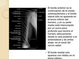 

El borde anterior es la
continuación de la cresta
subtroquiteriana y el borde
lateral sólo es aparente en
el tercio inferior del
húmero, y en su parte
media está interrumpido
por un surco poco
profundo que recorre el
húmero oblicuamente,
desde la cara posterior a la
anterolateral y de arriba
abajo: es el canal del
nervio radial.



El borde medial solo
aparece con nitidez en el

 