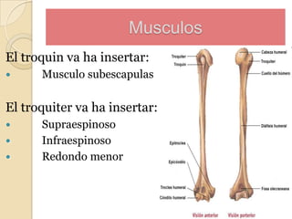 Musculos
El troquin va ha insertar:


Musculo subescapulas

El troquiter va ha insertar:




Supraespinoso
Infraespinoso
Redondo menor

 