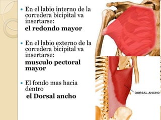 

En el labio interno de la
corredera bicipital va
insertarse:
el redondo mayor



En el labio externo de la
corredera bicipital va
insertarse:
musculo pectoral
mayor



El fondo mas hacia
dentro
el Dorsal ancho

 