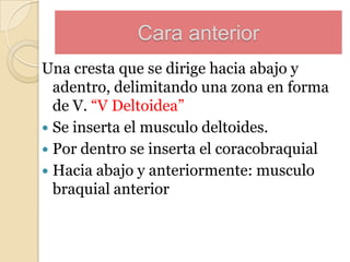 Cara anterior
Una cresta que se dirige hacia abajo y
adentro, delimitando una zona en forma
de V. “V Deltoidea”
 Se inserta el musculo deltoides.
 Por dentro se inserta el coracobraquial
 Hacia abajo y anteriormente: musculo
braquial anterior

 