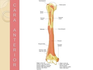 C
A
R
A
A
N
T
E
R
I
O
R

 