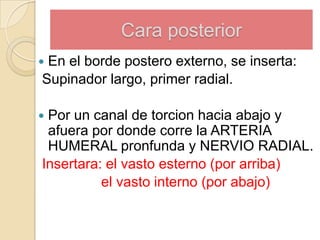 Cara posterior
En el borde postero externo, se inserta:
Supinador largo, primer radial.



Por un canal de torcion hacia abajo y
afuera por donde corre la ARTERIA
HUMERAL pronfunda y NERVIO RADIAL.
Insertara: el vasto esterno (por arriba)
el vasto interno (por abajo)



 