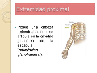 Extremidad proximal


Posee una cabeza
redondeada que se
articula en la cavidad
glenoidea
de
la
escápula
(articulación
glenohumeral).

 